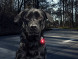 Фонарь для собак Orbiloc Dog Dual Signal Colours, синий во Владикавказе